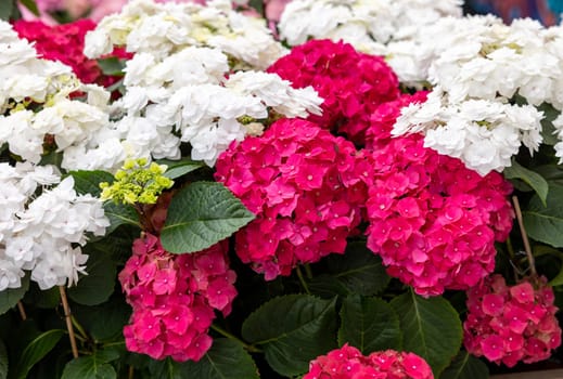 Blooming white and red garden hydrangeas
