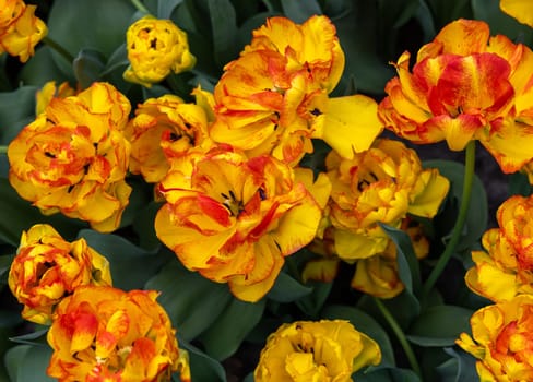 Yellow-orange tulip called 20-TV-07-29 Double Early group. Tulips are divided into groups that are defined by their flower features