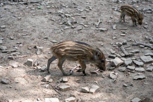 Wild boar baby ( Sus scrofa ) in a forest