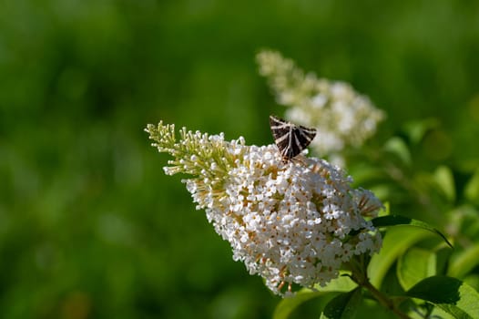 Butterfly "Russian Bear"" ( Euplagia quadripunctaria ) on white buddleia in green nature"