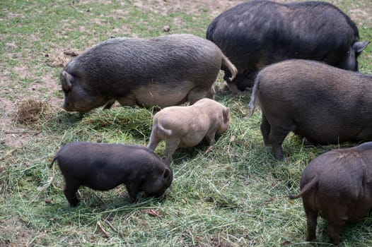Wild boar family ( Sus scrofa ) eating
