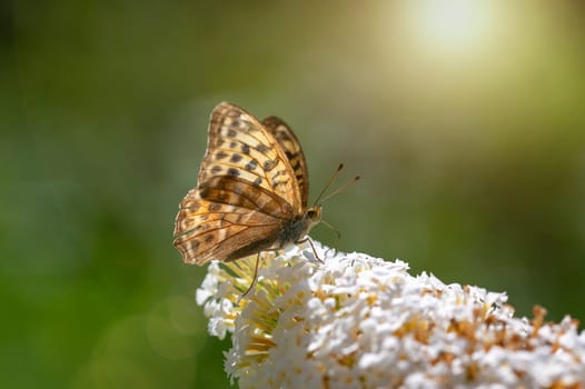 Butterfly "Emperor Mantle"" (Argynnis paphia) on white buddleia in green nature"