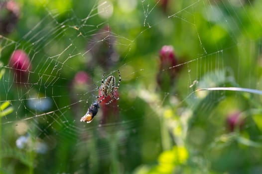 Spider in the web with caught fly in green nature