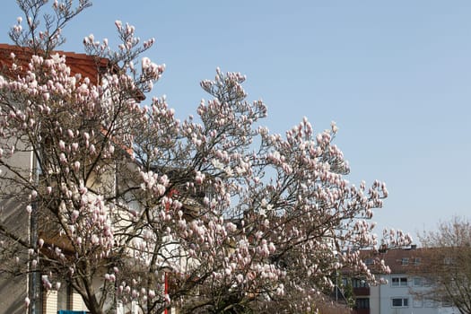Residential building in spring with magnolia blossom, terraced houses, apartment buildings, Bremen, Germany