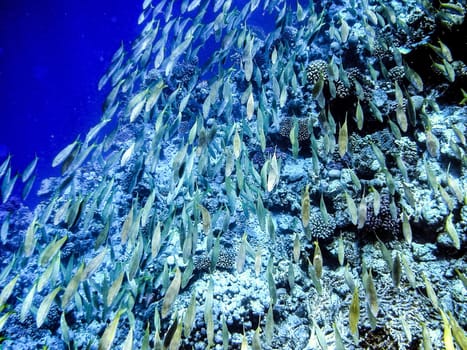 Shoal of fish under the water at the reef. Shoal of fish under the water at the reef.