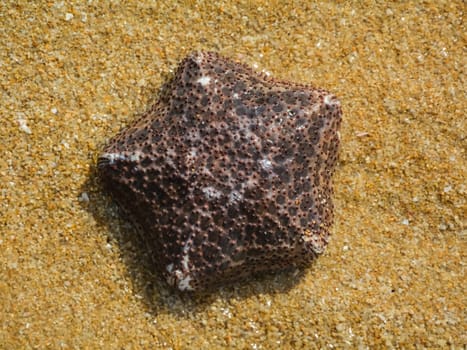 Starfish lying on the sand. Marine echinoderm Starfish lying on the sand. Marine echinoderm