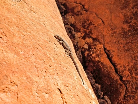 Nature National Park, Utah. The landscape and rocks. Roads and propinki Park, Utah.