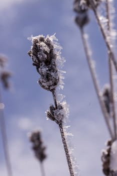 Schnee und Eiskristalle an vertrockneten Blütenständen im Garten