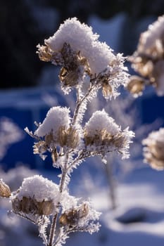 Schnee und Eiskristalle an vertrockneten Blütenständen im Garten