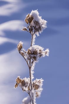 Schnee und Eiskristalle an vertrockneten Blütenständen im Garten