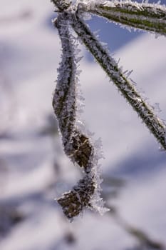 Schnee und Eiskristalle an vertrockneten Blütenständen im Garten