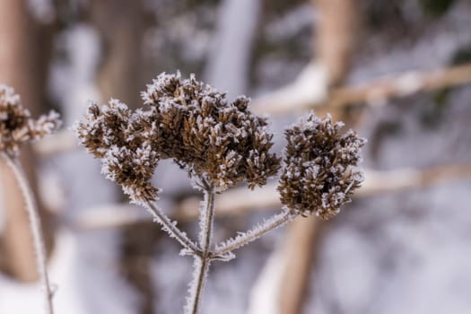 Schnee und Eiskristalle an vertrockneten Blütenständen im Garten