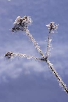 Schnee und Eiskristalle an vertrockneten Blütenständen im Garten