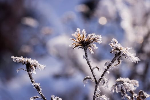 Schnee und Eiskristalle an vertrockneten Blütenständen im Garten