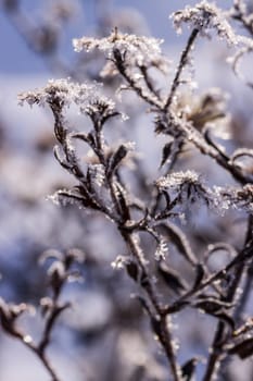 Schnee und Eiskristalle an vertrockneten Blütenständen im Garten