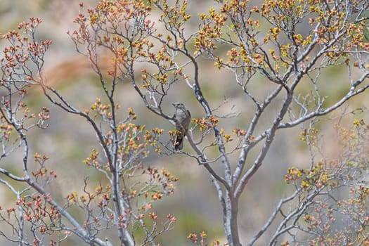Townsends Solitaire in a Colorful Tree Starting to Leaf Out in Guadalupe Mountains National Park in Texas