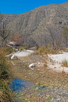 Desert Oasis in a Mountain Spring in Guadalupe Mountains National Prk in Texas