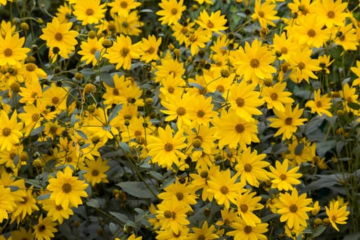 yellow flowers in a garden -  natural summer background