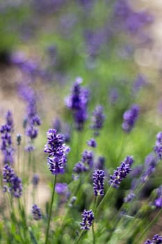 lavender flowers in a garden with natural bokeh - soft focus
