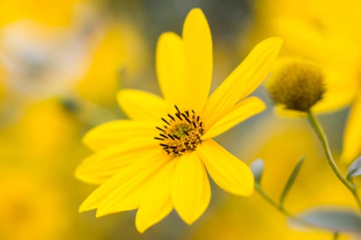 yellow flowers in a garden natural summer background, blurred image, selective focus