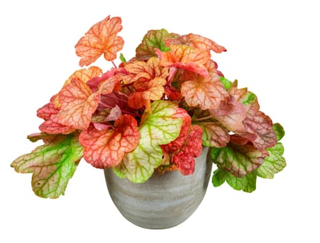 Closeup of an isolated potted heuchera flower