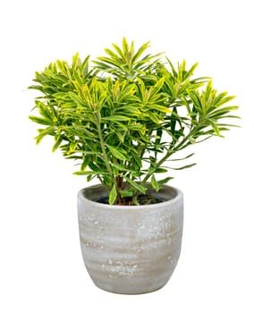 Closeup of an isolated potted green Euphorbia plant