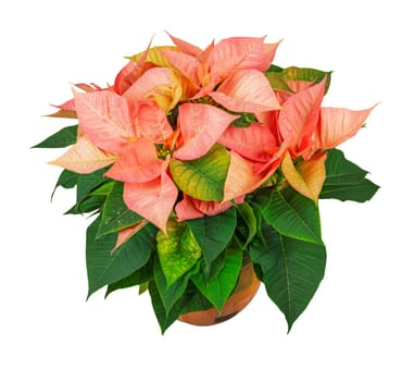 Closeup of an isolated potted poinsettia flower