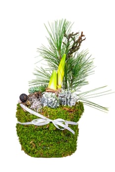Closeup of an isolated Amaryllis decorated with moss and pine needles