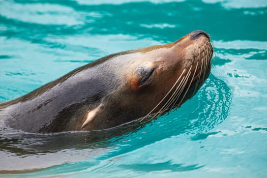 Close-up of a Sea Lion swimming in the turquoise water. Photography taken