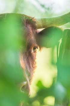 Red Salers cow observing through the enlighted foliage, vertical photography of cattle