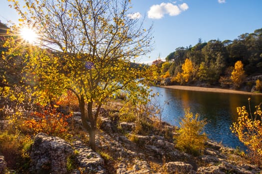 Landscape of trees in autumn against the light. Photography taken near Gardon river, Gard, France