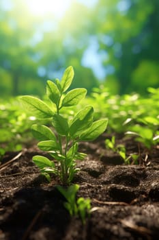 Plant growing straight field banner. Grass leaf. Generate Ai