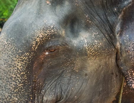 The head of an elephant is near, the teary eye of an elephant.