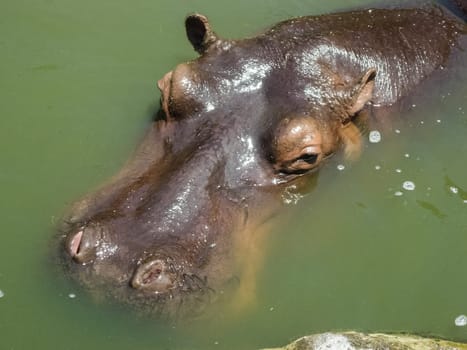 Head of hippopotamus sticking out of water. Large light-loving animal hippo