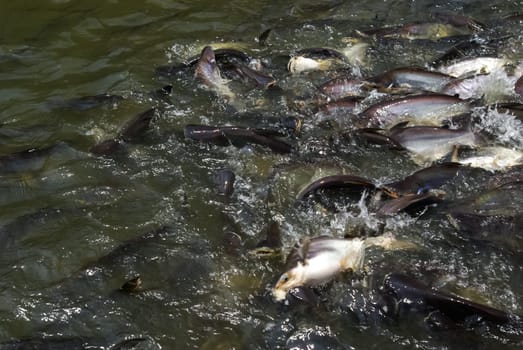 Fish is teeming in the water of the river. A lot of fish in the water.