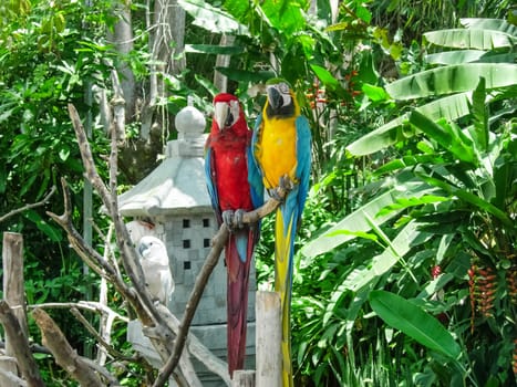 A big parrot, a southern tropical bird, a parrot that can talk.