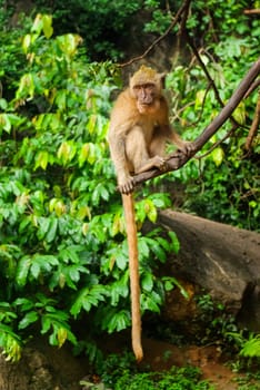 Monkeys in Thailand, monkeys of the order of the monkey in nature