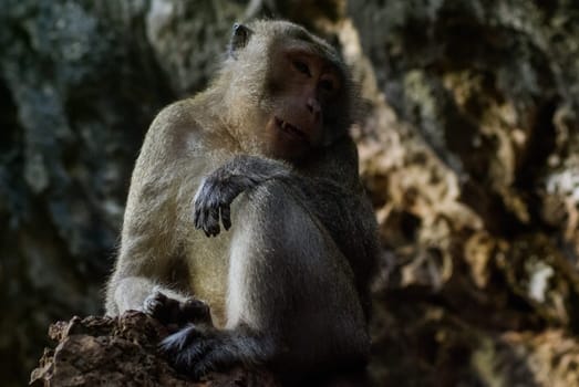 Monkeys in Thailand, monkeys of the order of the monkey in nature