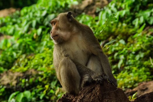 Monkeys in Thailand, monkeys of the order of the monkey in nature