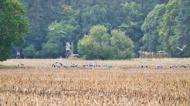 Cranes at a resting place on a harvested corn field in front of a forest. Migratory birds feeding. Wild animals on the Darss in nature