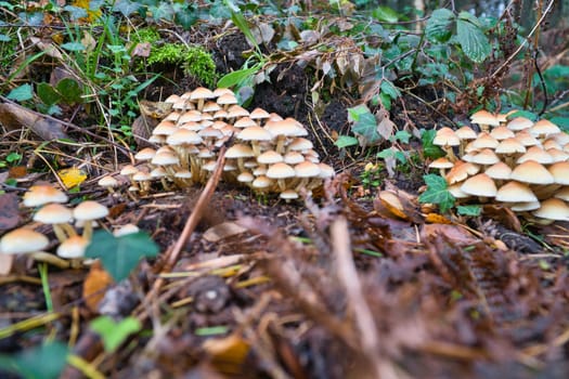 A group of mushrooms in the forest on the forest floor. Moss, pine needles on the ground. Autumn day looking for mushrooms. Macro shot from nature
