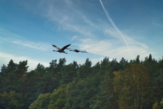 Two cranes fly over trees in a forest. Migratory birds on the Darss. Animal photo of birds from nature at the Baltic Sea.
