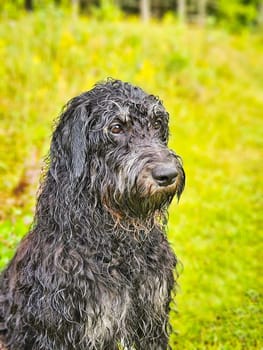 Portrait of a wet Goldendoodle dog. The dog is sitting on the meadow with wet curly long black light brown fur. Family dog. Pet photo of a dog