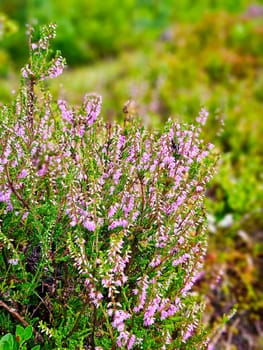 Erica (heather) in autumn light with beautiful bokeh. Pink, white and green nature shot