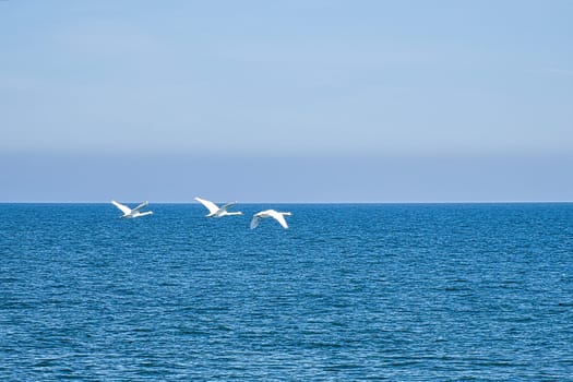 three mute swans in flight over the Baltic Sea. White plumage in the large birds. Landscape shot