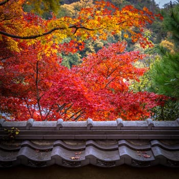 detail of colourful maple leaves in a kyoto temple