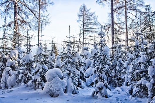 Winter forest, snow covered expanses. Landscapes of open spaces of nature.