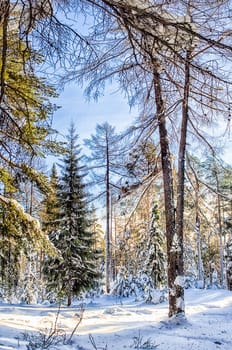 Winter forest, snow covered expanses. Landscapes of open spaces of nature.