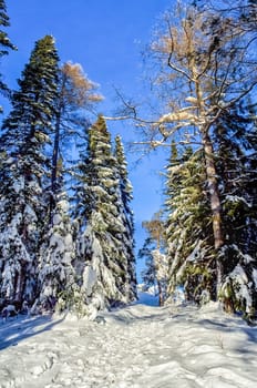 Winter forest, snow covered expanses. Landscapes of open spaces of nature.