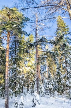 Winter forest, snow covered expanses. Landscapes of open spaces of nature.